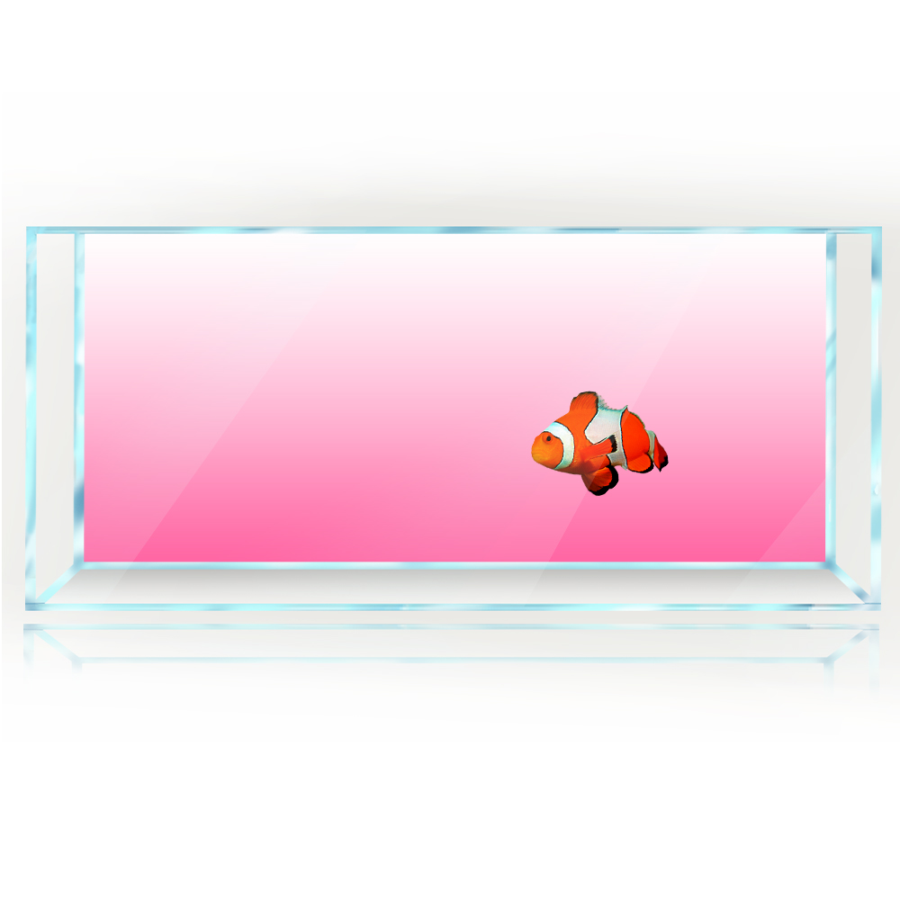 Fondo de pecera blanco amarill - Aquarium Fish Yellow And Black reseña y precio