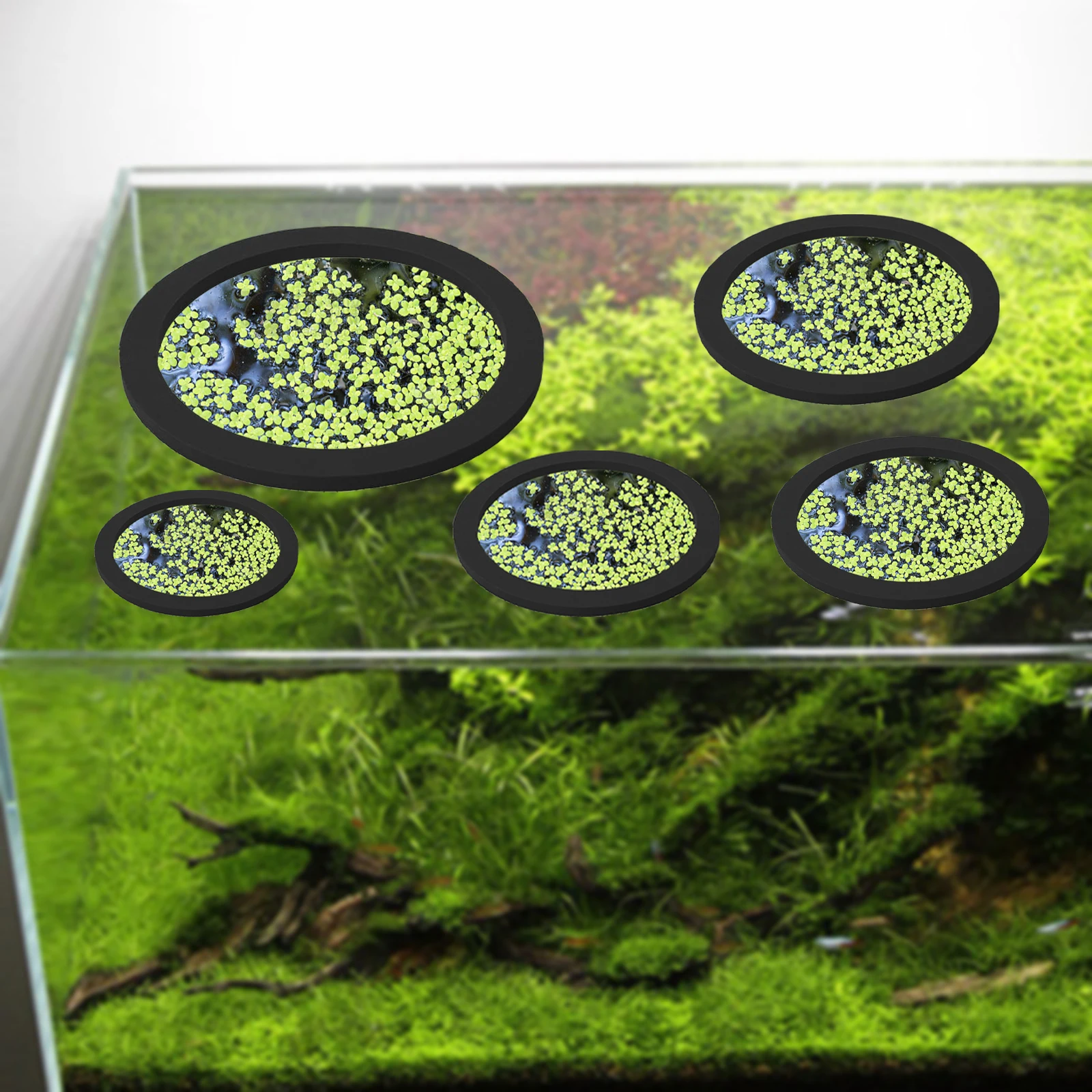 5 uds EVA anillo de alimentaci - Aquarium Fish Tank reseña y precio