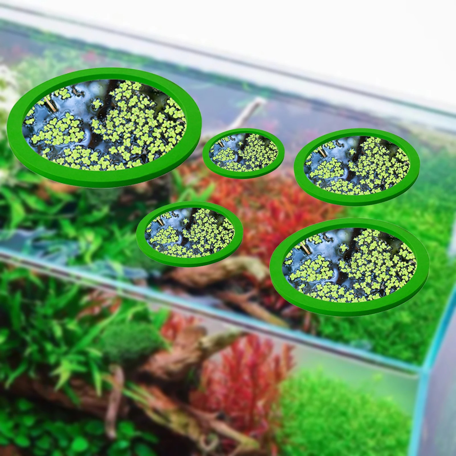 5 uds EVA anillo de alimentaci - Aquarium Fish Tank reseña y precio